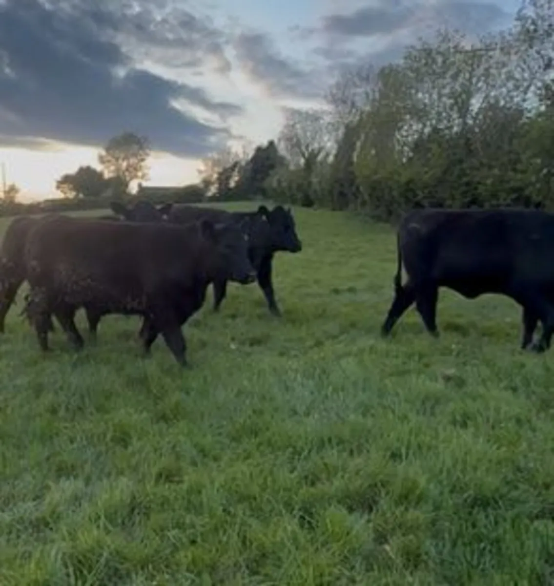 Pedigree Angus Heifers - Image 4