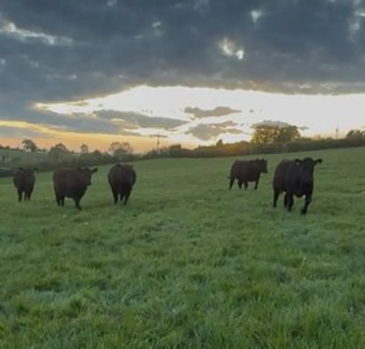 Pedigree Angus Heifers - Image 2