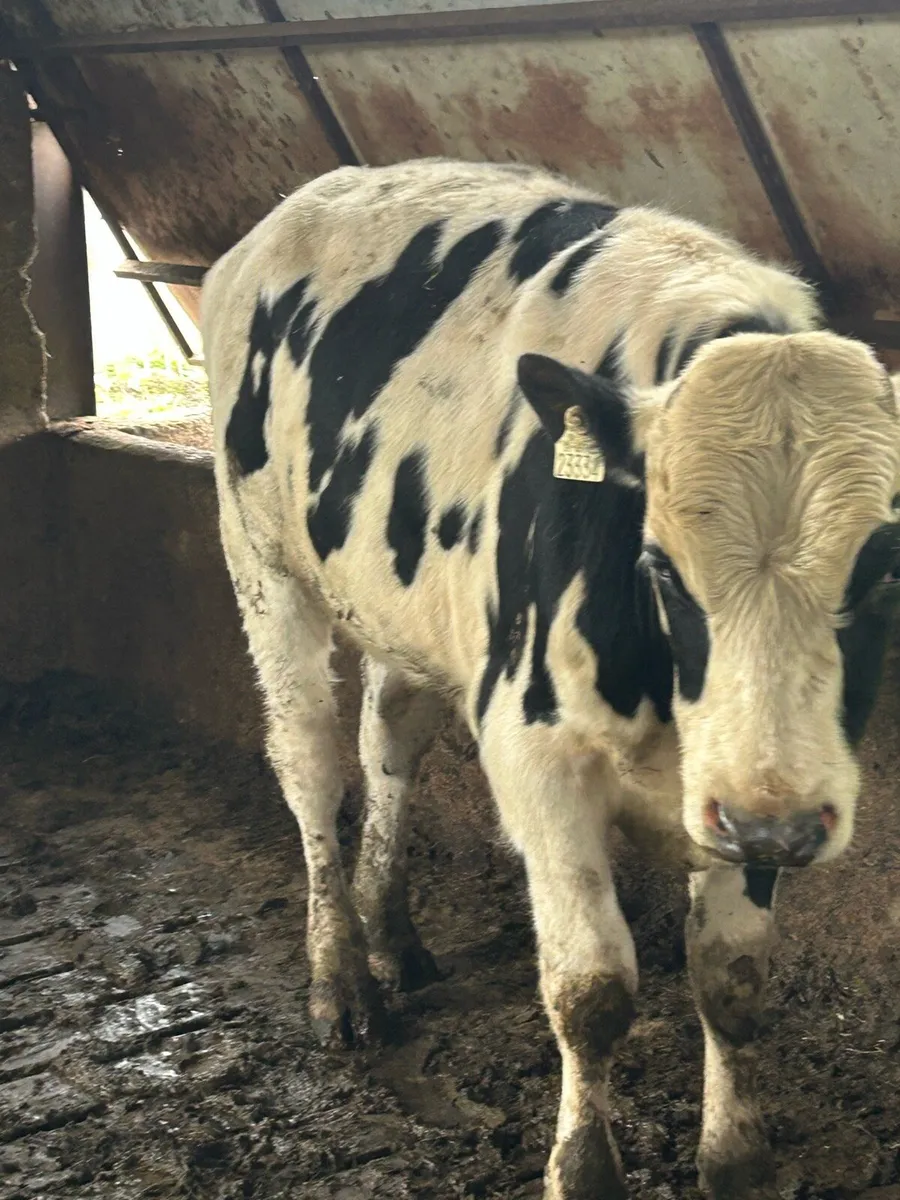 Teaser bull - Image 1