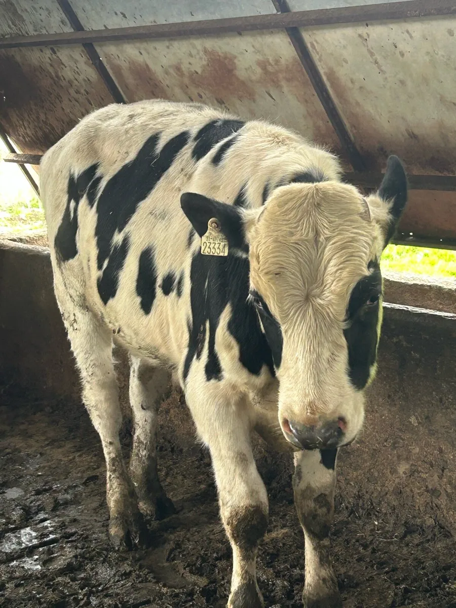 Teaser bull - Image 2