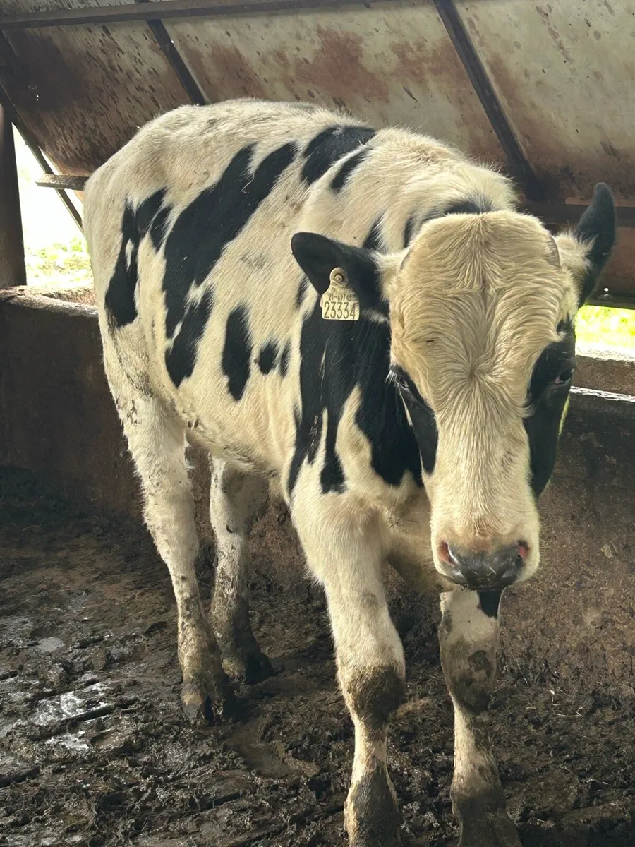 Teaser bull - Image 3