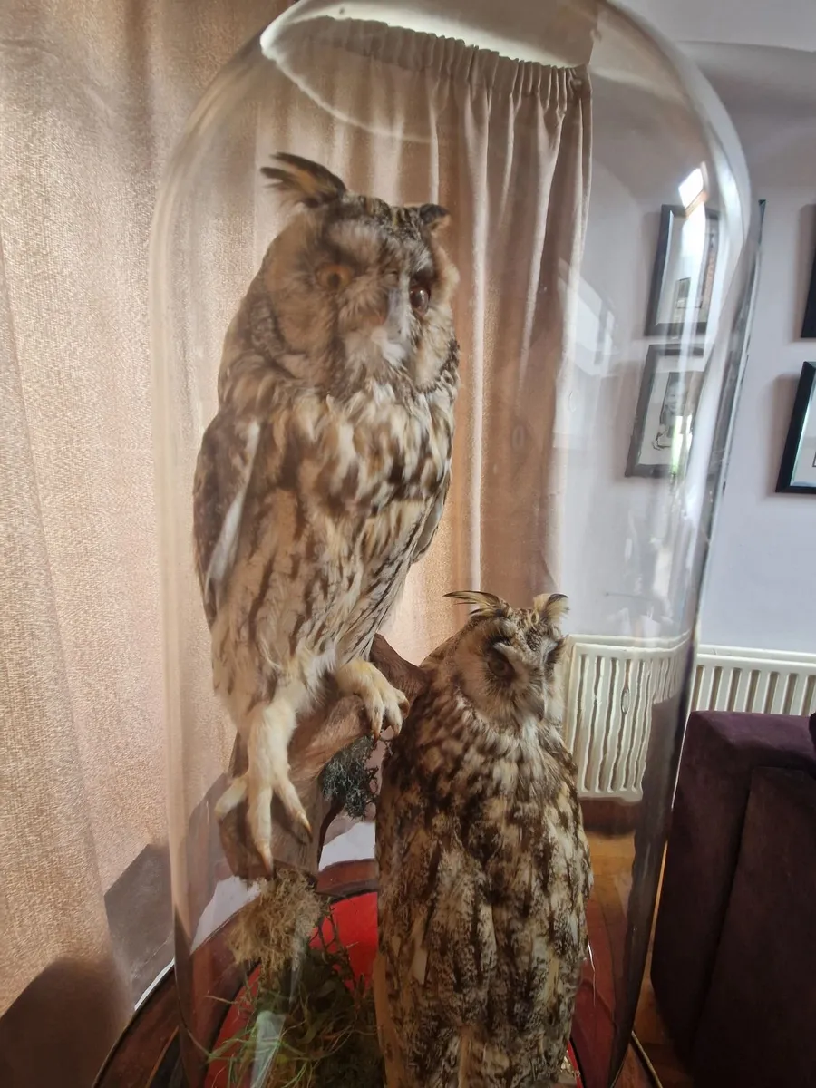 Owls - Image 3