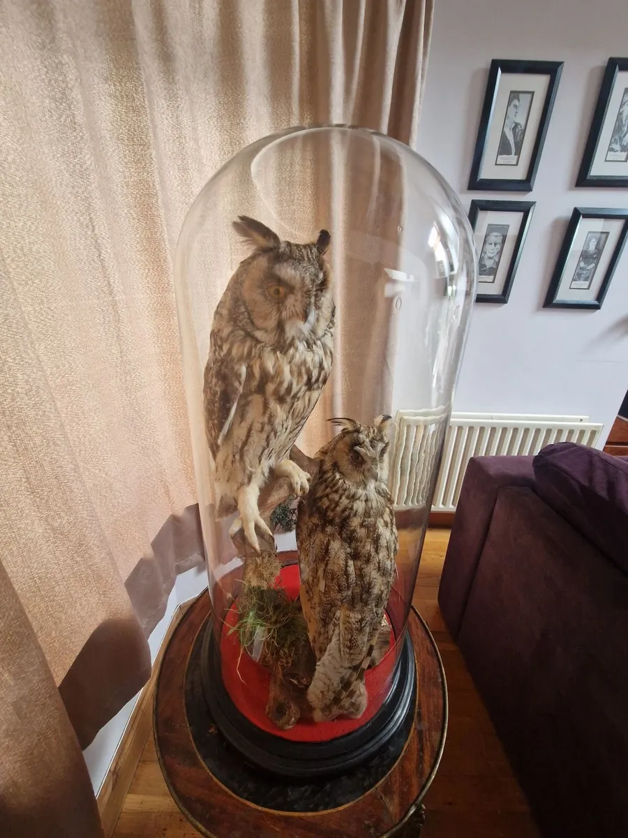 Owls - Image 2