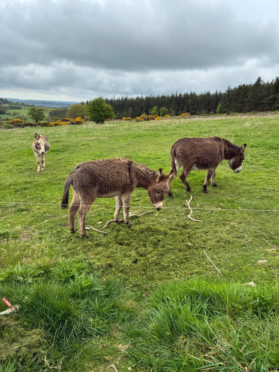 Female Donkey Foal - Image 4