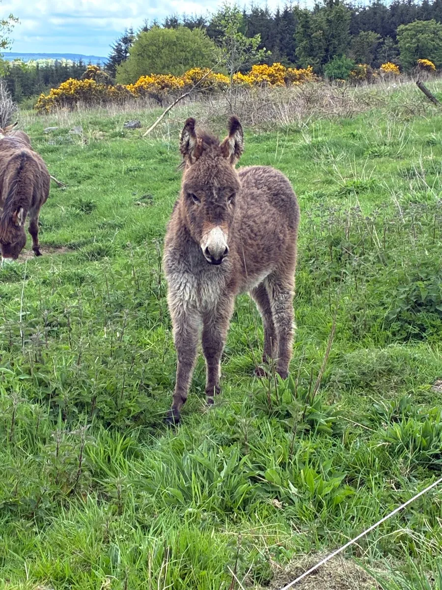 Female Donkey Foal - Image 1