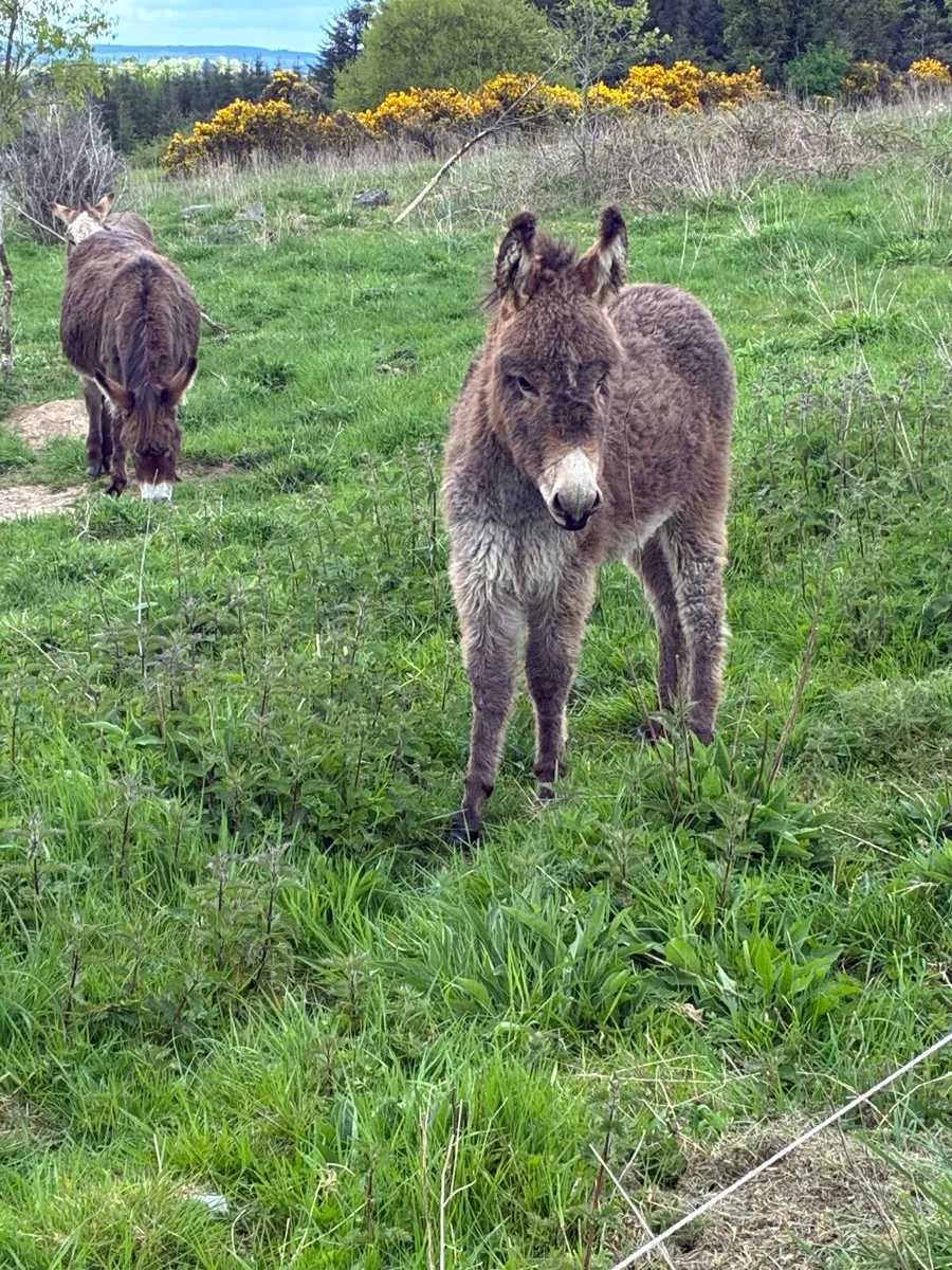 Female Donkey Foal - Image 2
