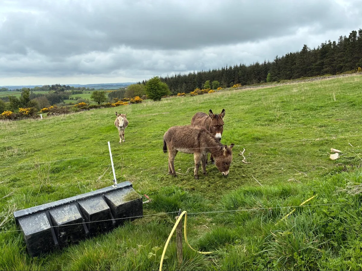 Female Donkey Foal - Image 3