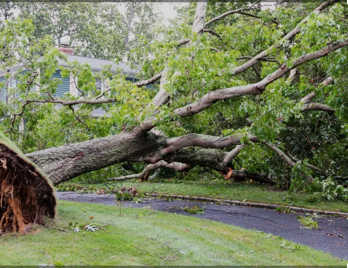 Fallen trees wanted Westmeath and surrounding area - Image 1