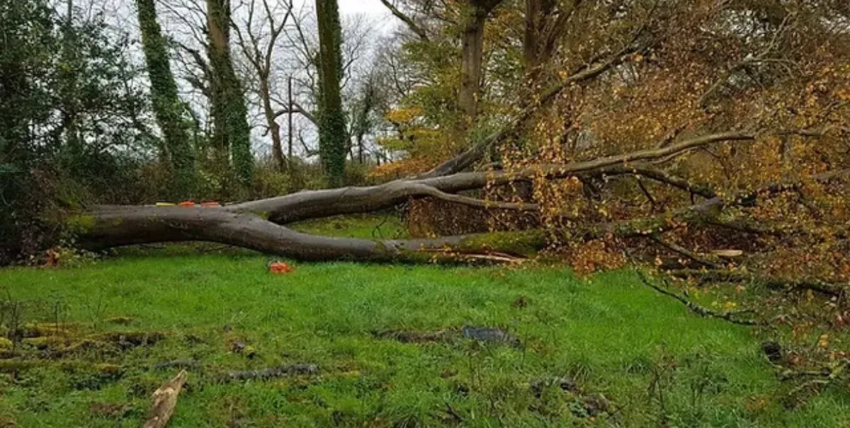 Fallen trees wanted Westmeath and surrounding area - Image 2