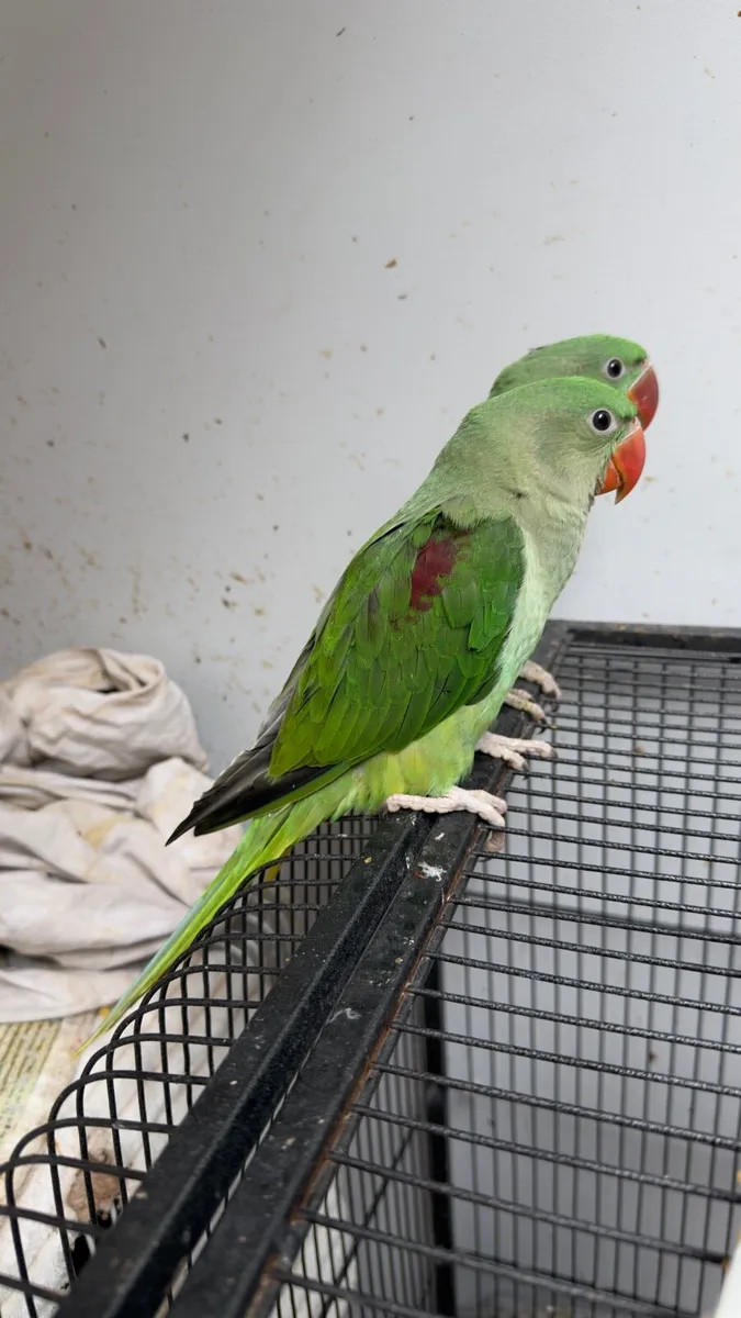 Hand reared baby alexandrine - Image 1