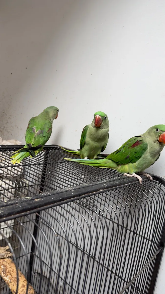 Hand reared baby alexandrine - Image 2