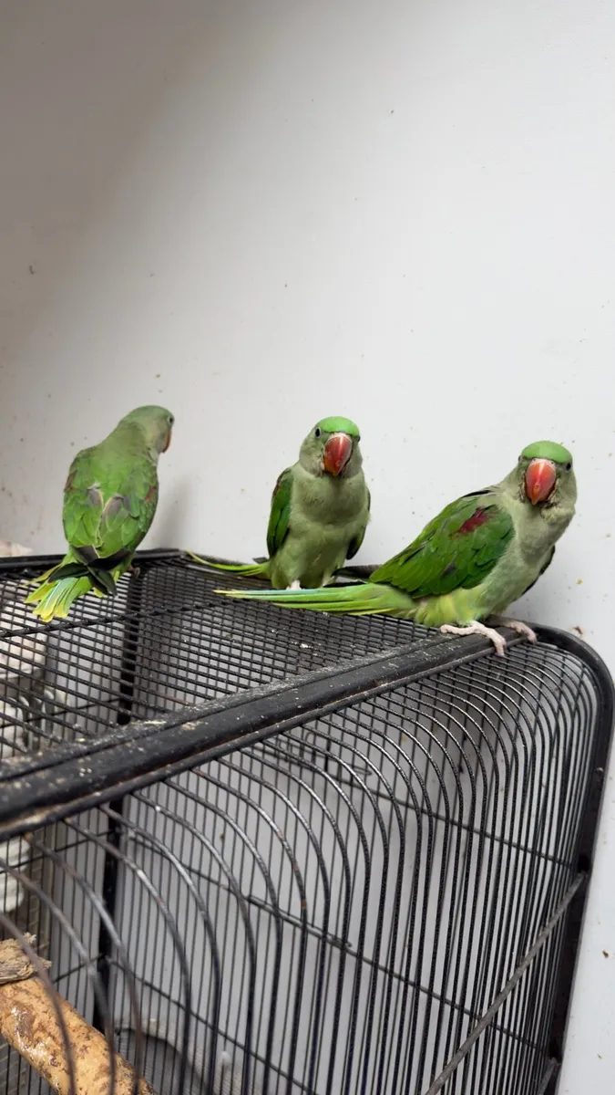 Hand reared baby alexandrine - Image 3
