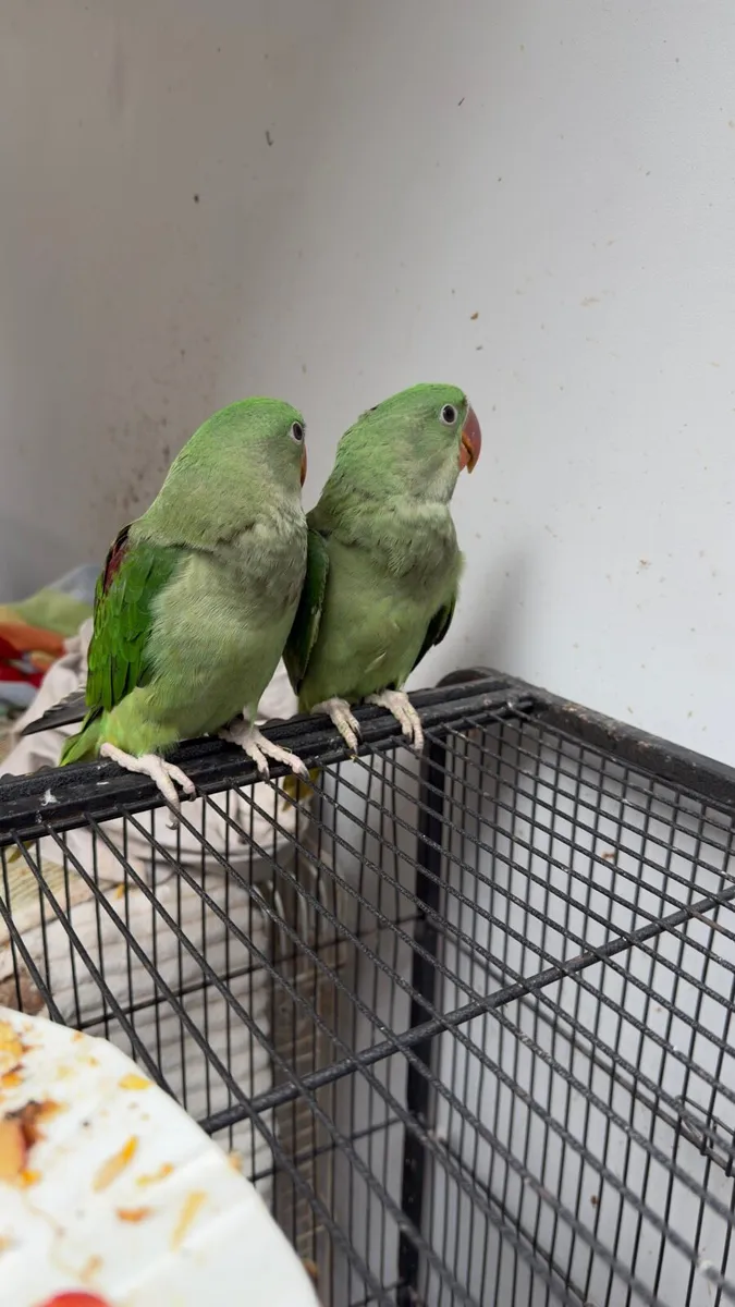 Hand reared baby alexandrine - Image 4