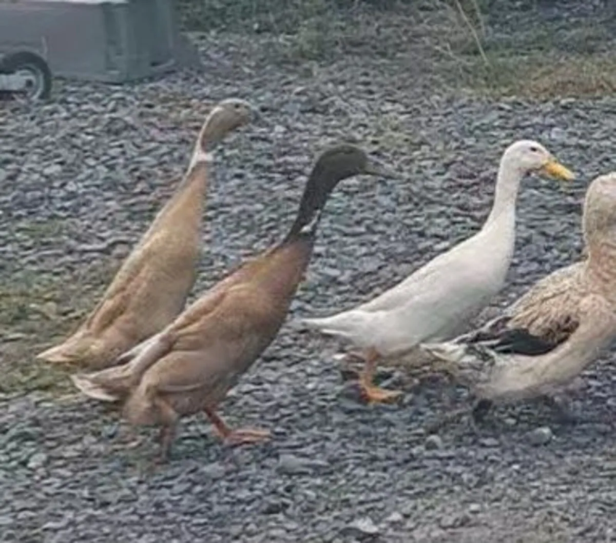 Trio Indian runner ducks - Image 1