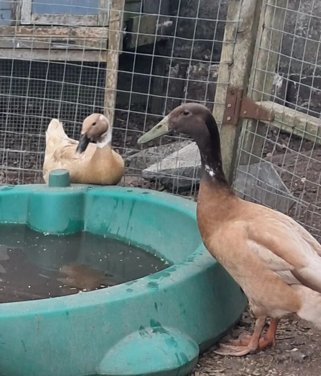 Trio Indian runner ducks - Image 2