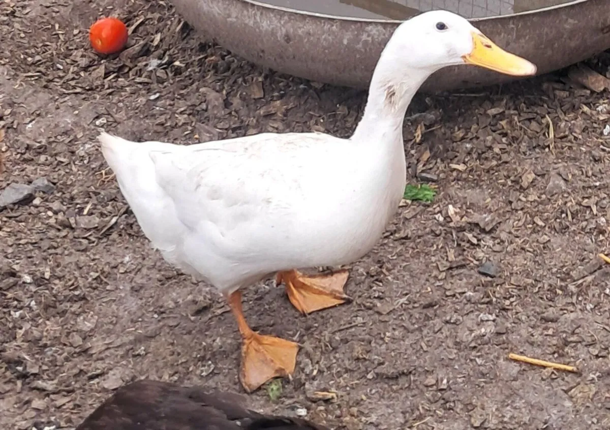 Trio Indian runner ducks - Image 3