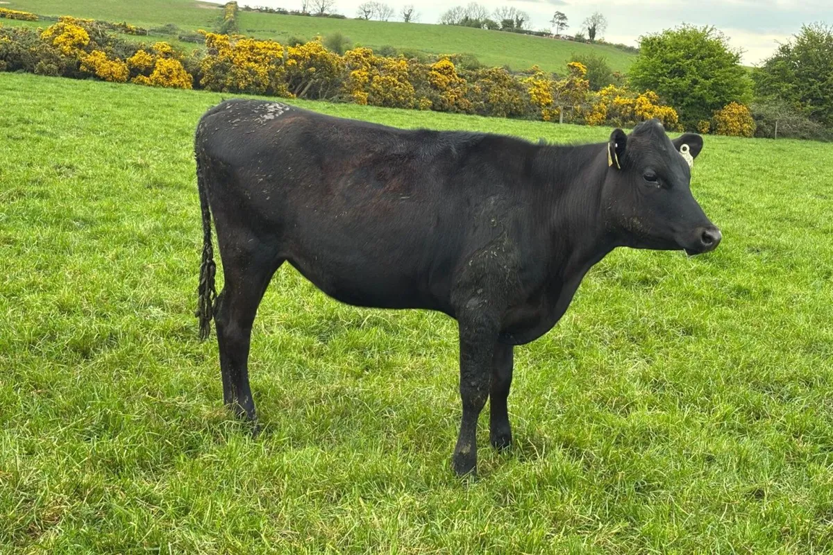 50 Xbred Heifers Strong Solids & Ready for Breedin - Image 4