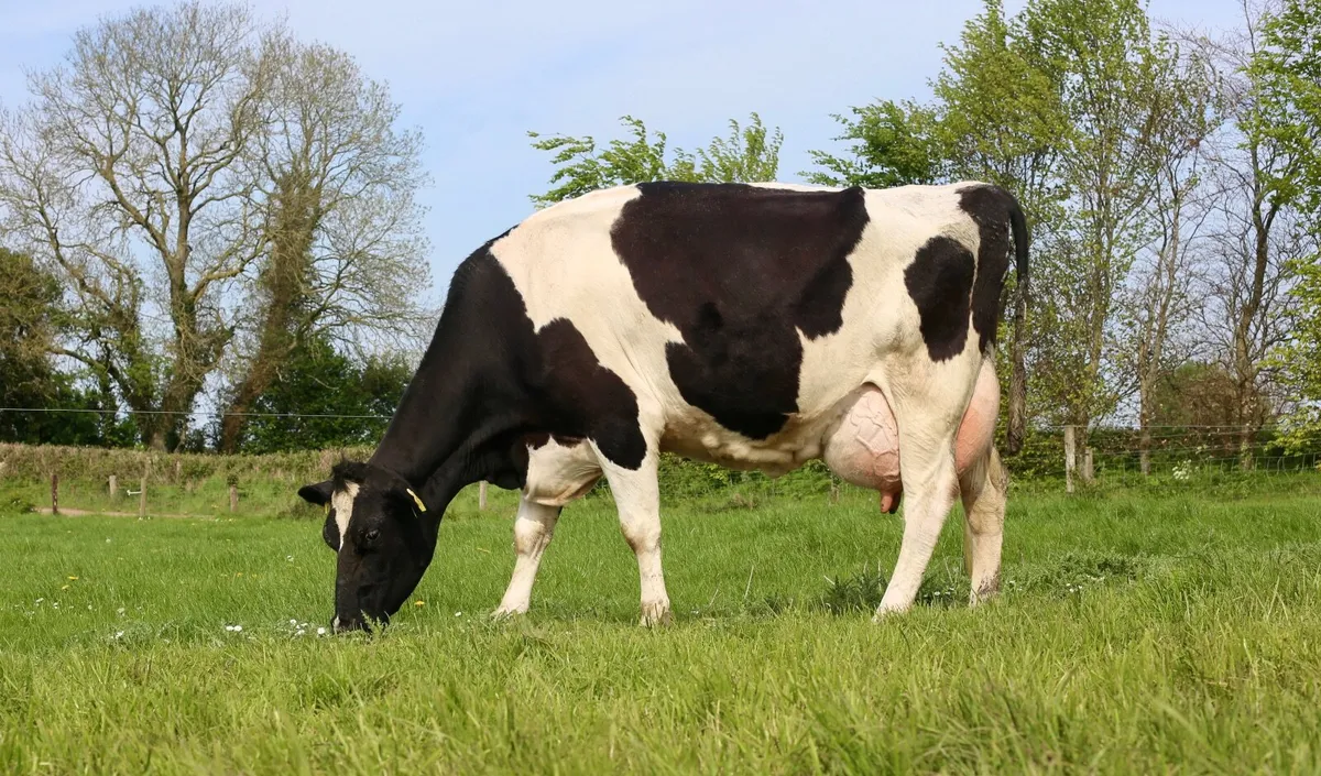 British Friesian Bulls - Image 4