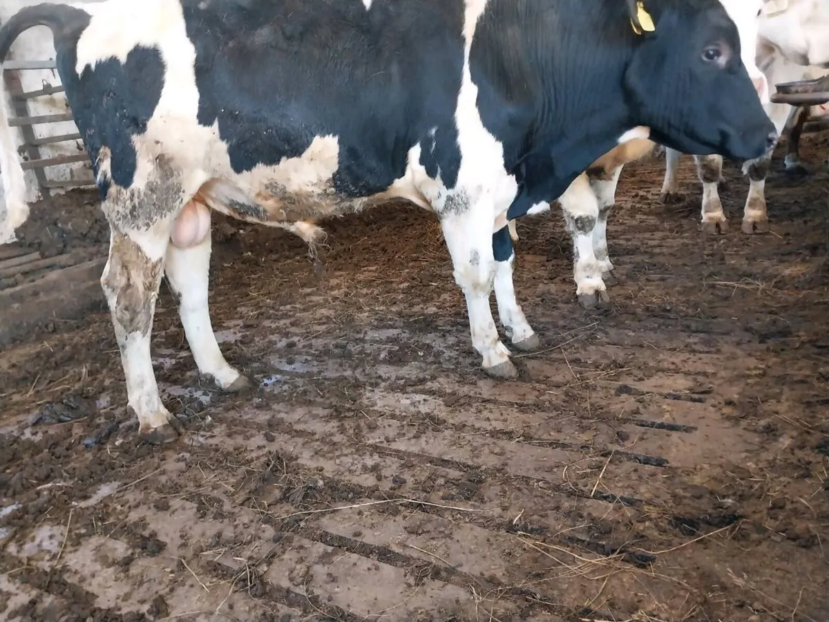 Teaser bull - Image 2
