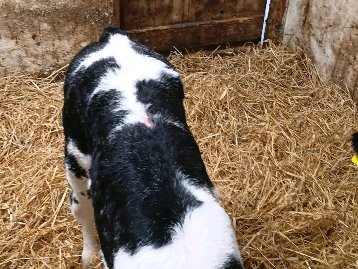 Heifer Calves - Image 2