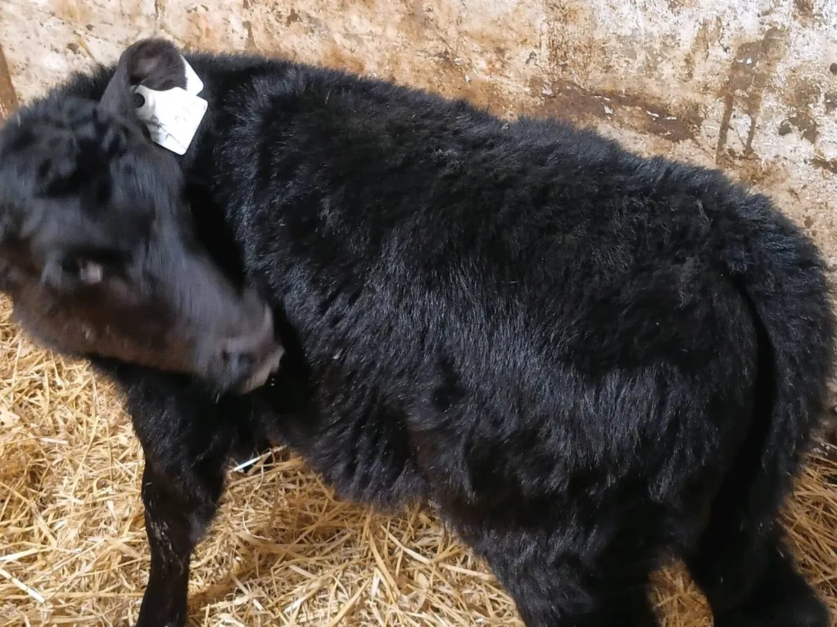 Heifer Calves - Image 3