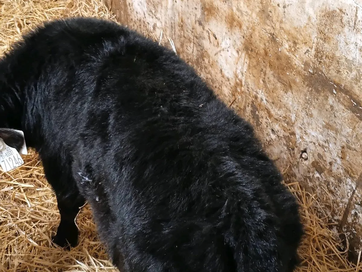 Heifer Calves - Image 4