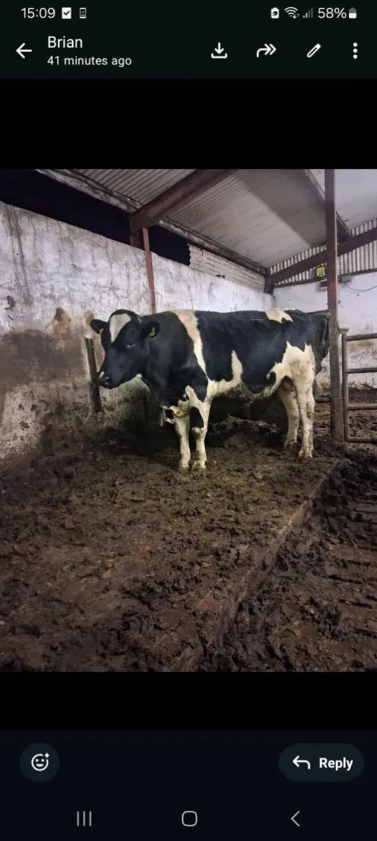 Teaser bull - Image 1