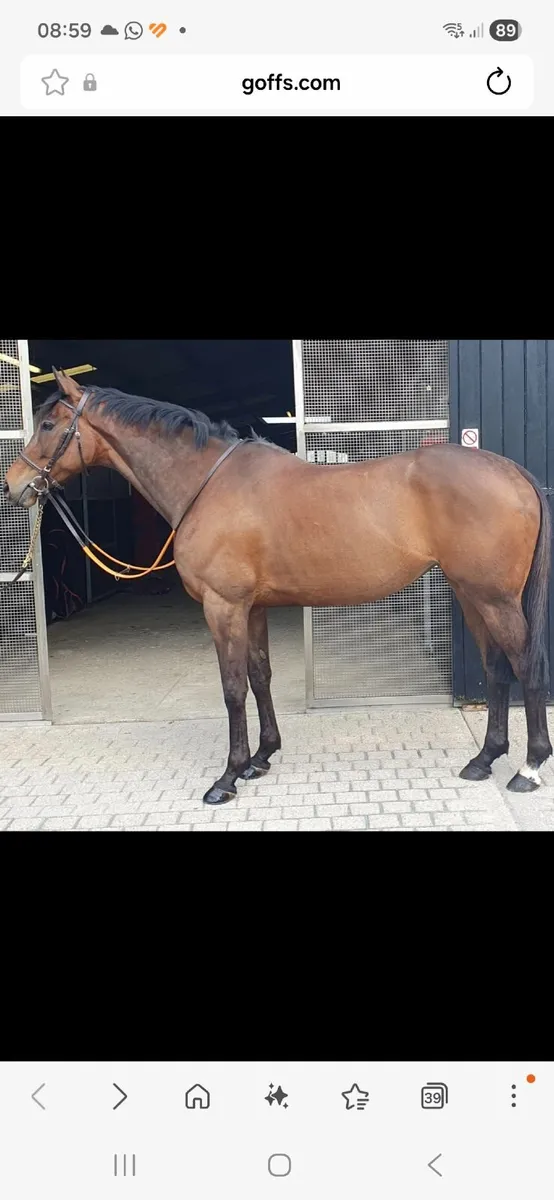 Horse - Image 1