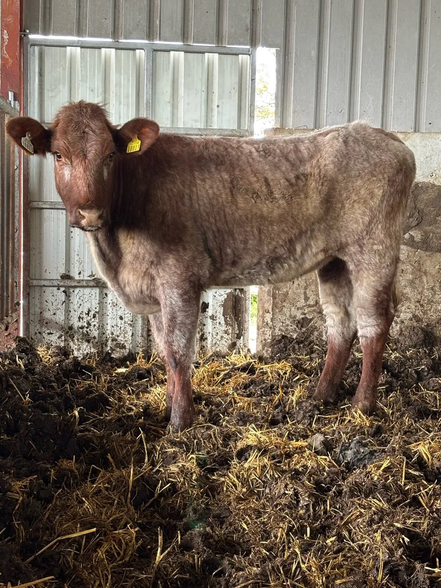 PB SHORTHORN MAIDEN HEIFER - Image 1
