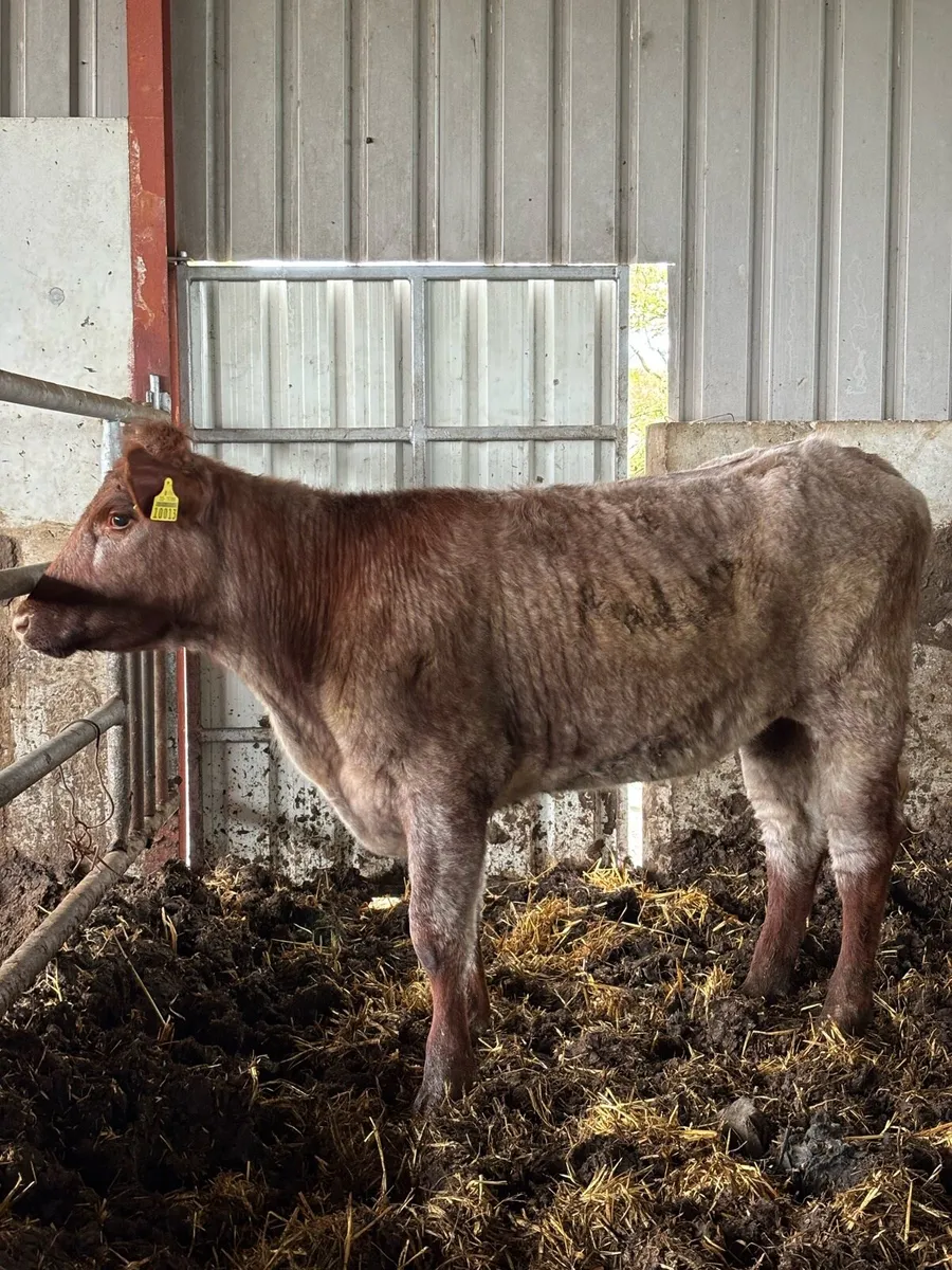 PB SHORTHORN MAIDEN HEIFER - Image 2