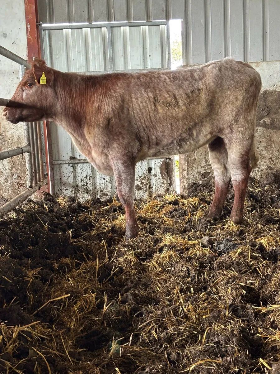 PB SHORTHORN MAIDEN HEIFER - Image 3