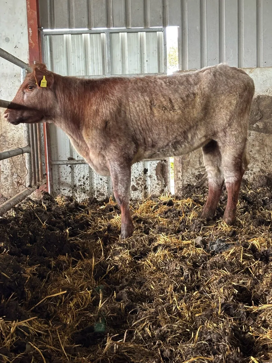 PB SHORTHORN MAIDEN HEIFER - Image 4