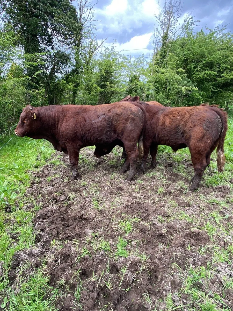Pb Saler bulls - Image 2