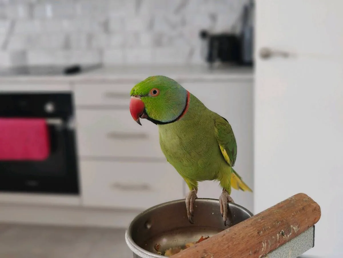 India Ring Neck Talking and Perch - Image 1