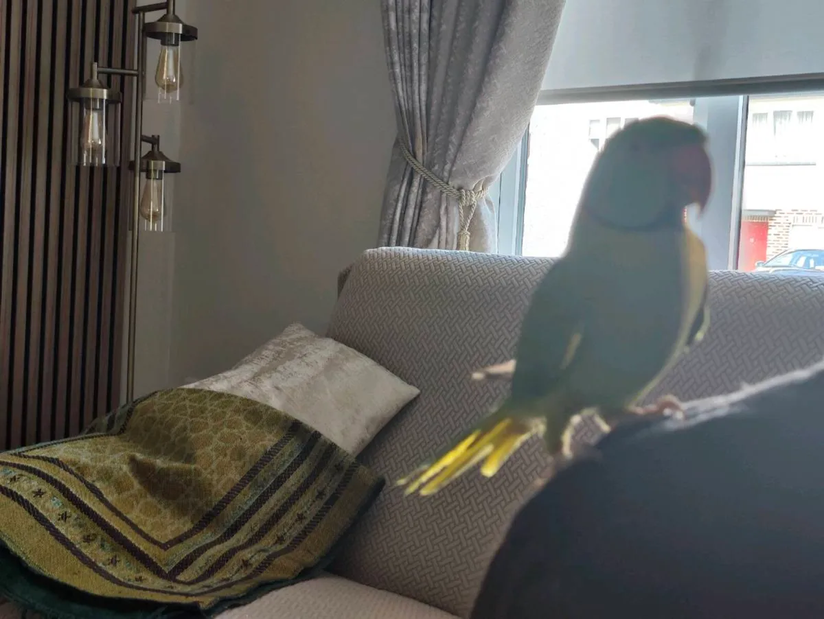 India Ring Neck Talking and Perch - Image 2