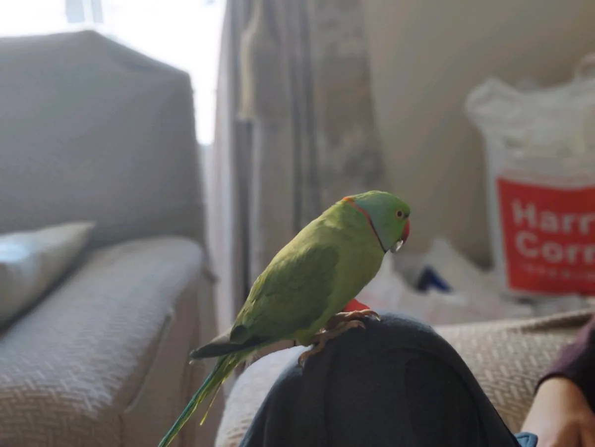 India Ring Neck Talking and Perch - Image 4