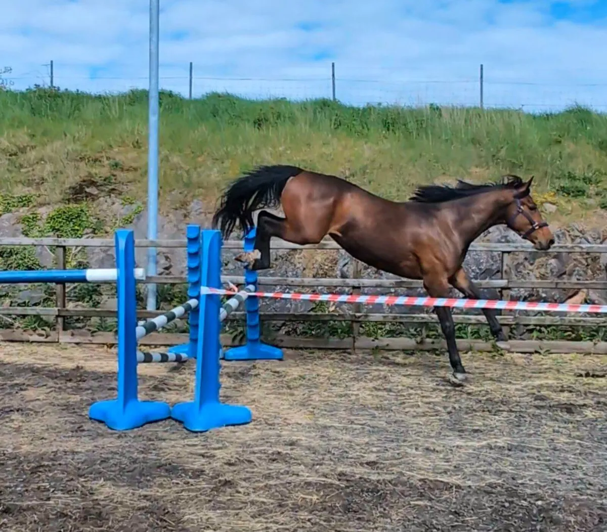 Quality 3YO Mare - Image 1