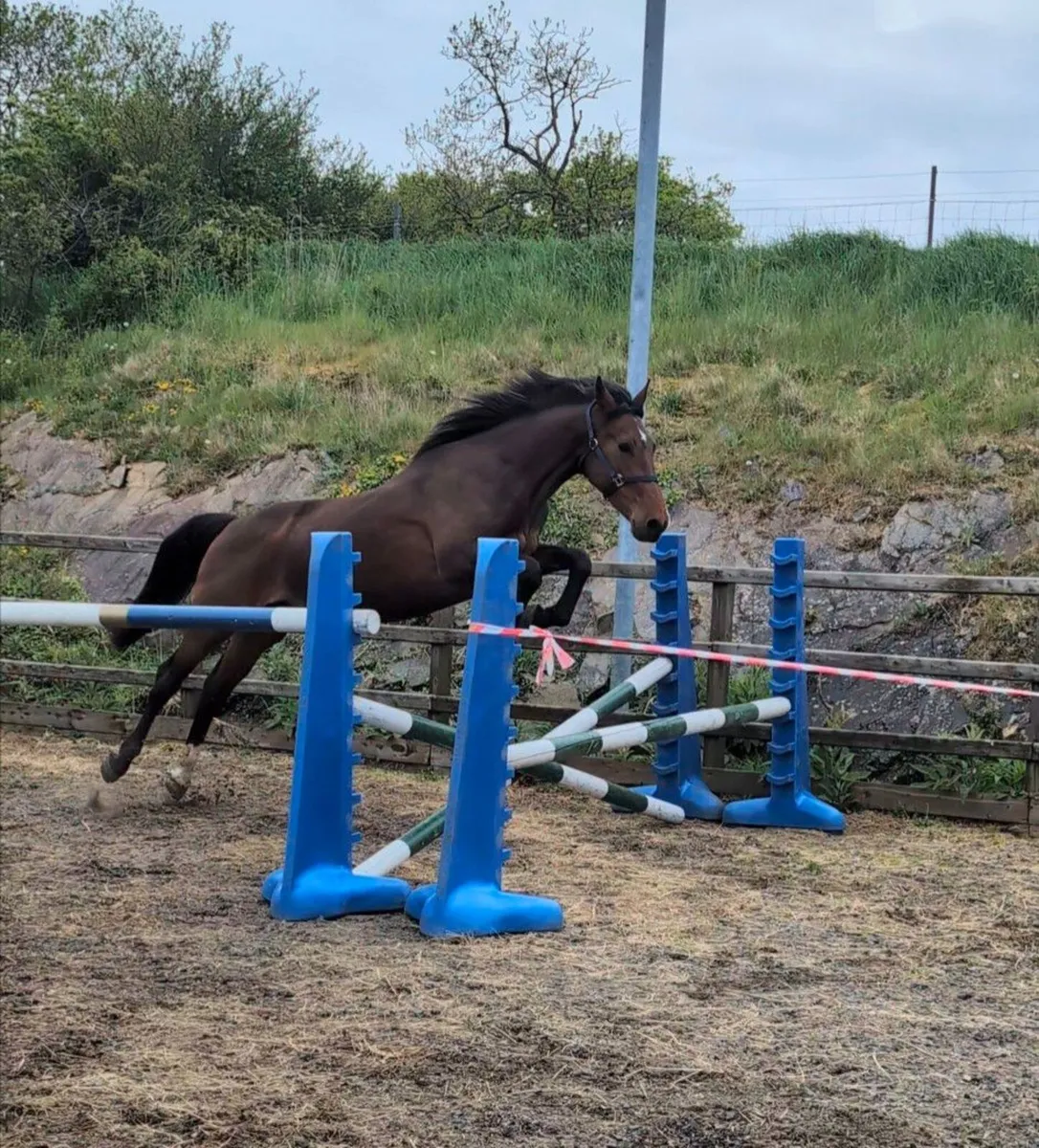 Quality 3YO Mare - Image 2