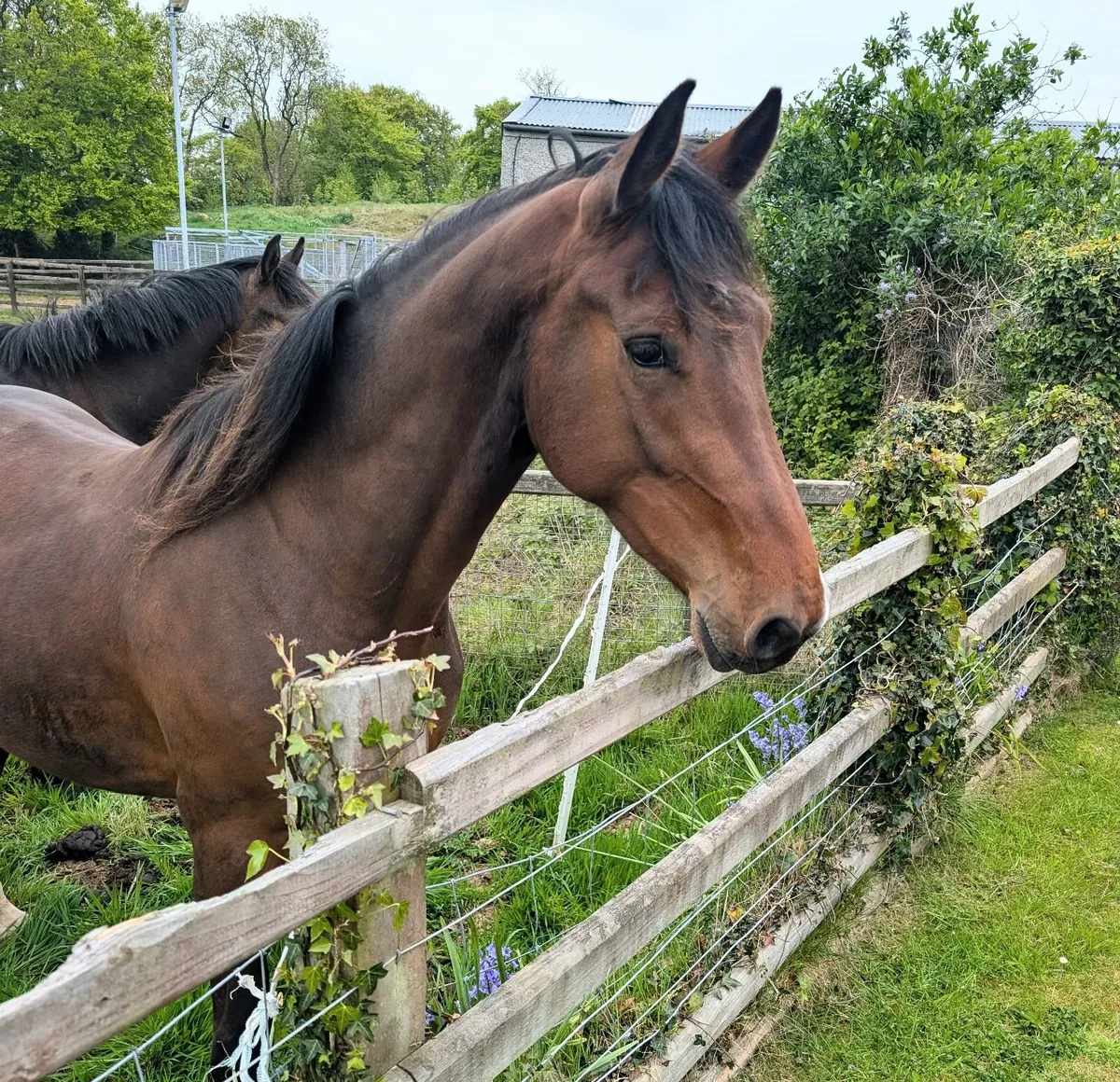 Quality 3YO Mare - Image 4