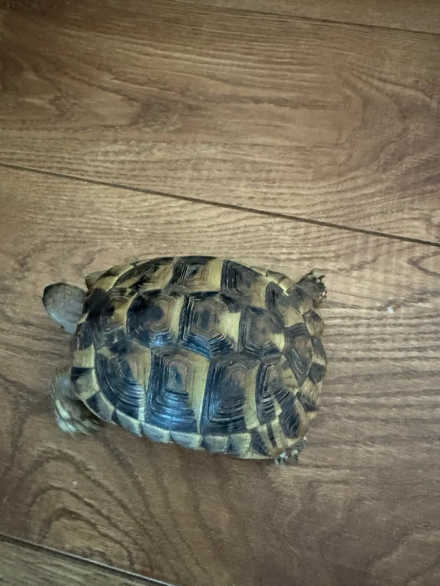 Hermann’s Tortoise (Greek Tortoise) w/ tank - Image 1