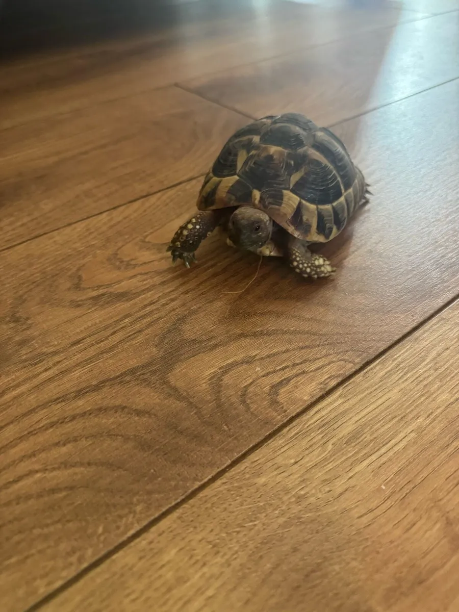 Hermann’s Tortoise (Greek Tortoise) w/ tank - Image 2