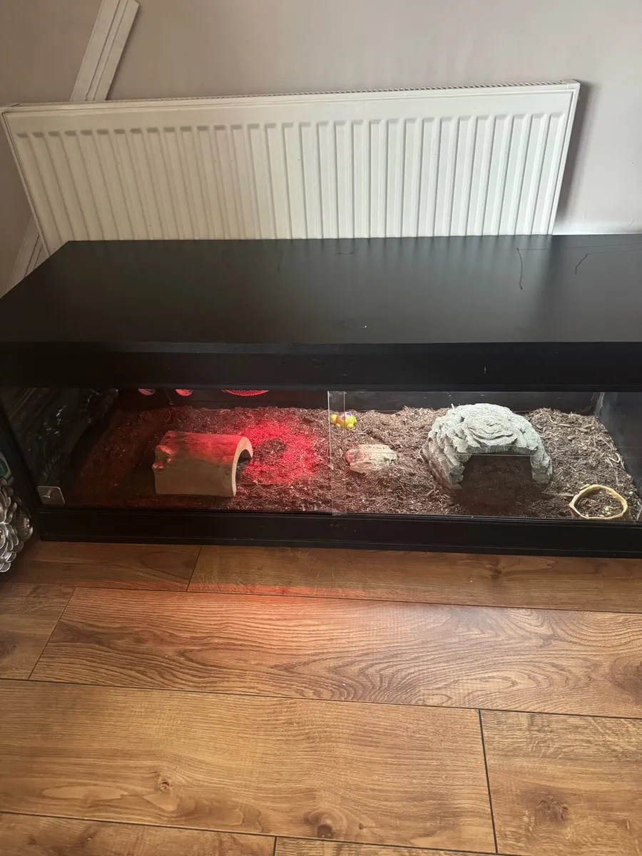 Hermann’s Tortoise (Greek Tortoise) w/ tank - Image 4