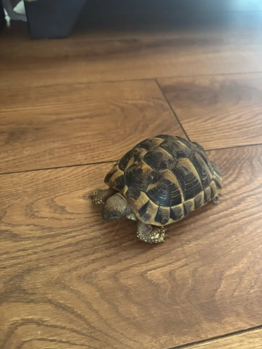 Hermann’s Tortoise (Greek Tortoise) w/ tank - Image 3