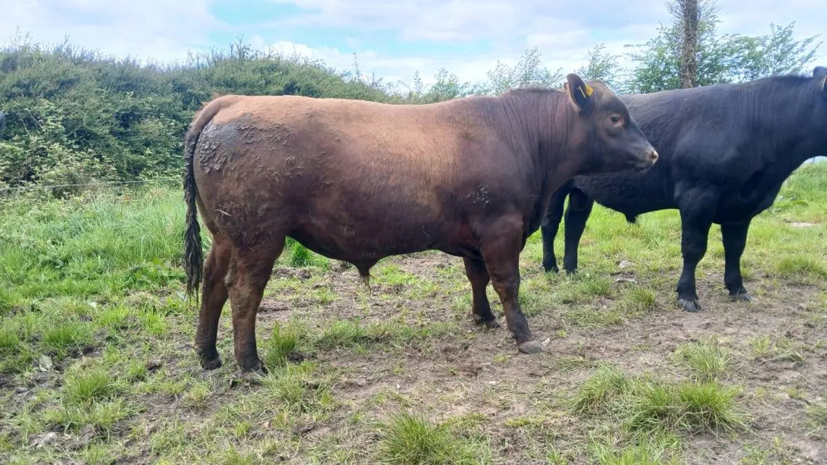 Angus bull - Image 4