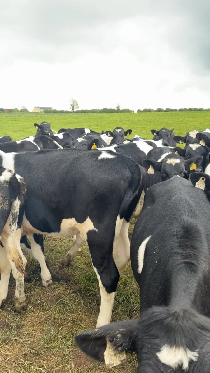 British friesian maiden heifers - Image 1