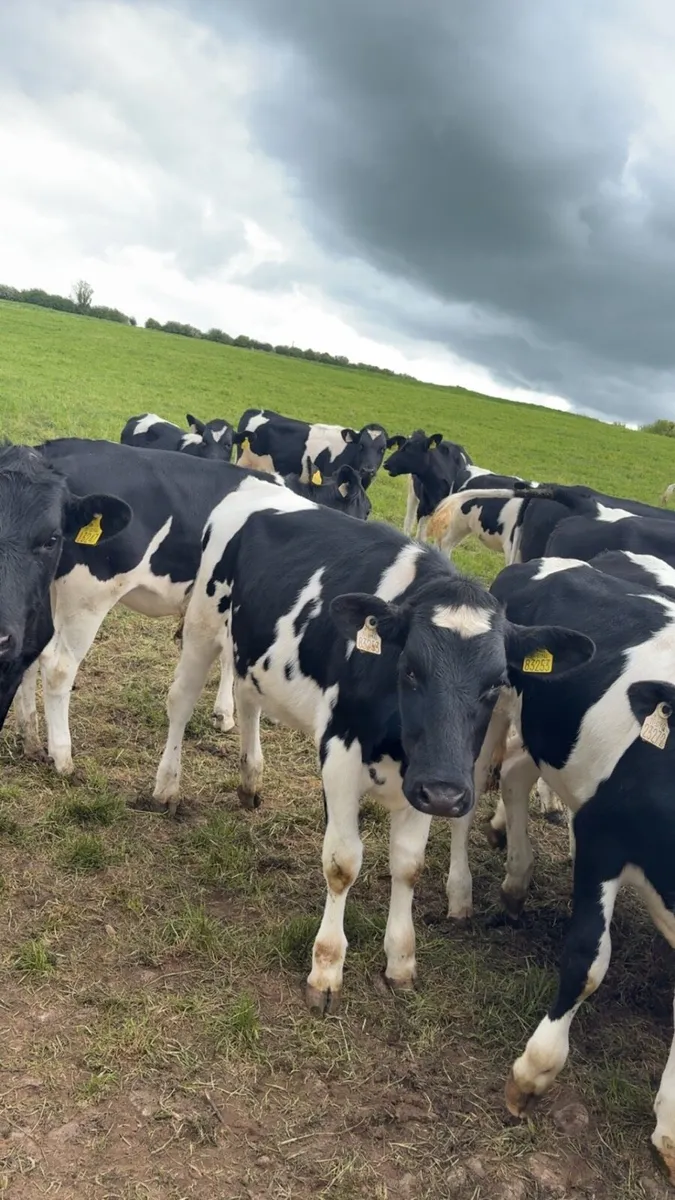 British friesian maiden heifers - Image 2