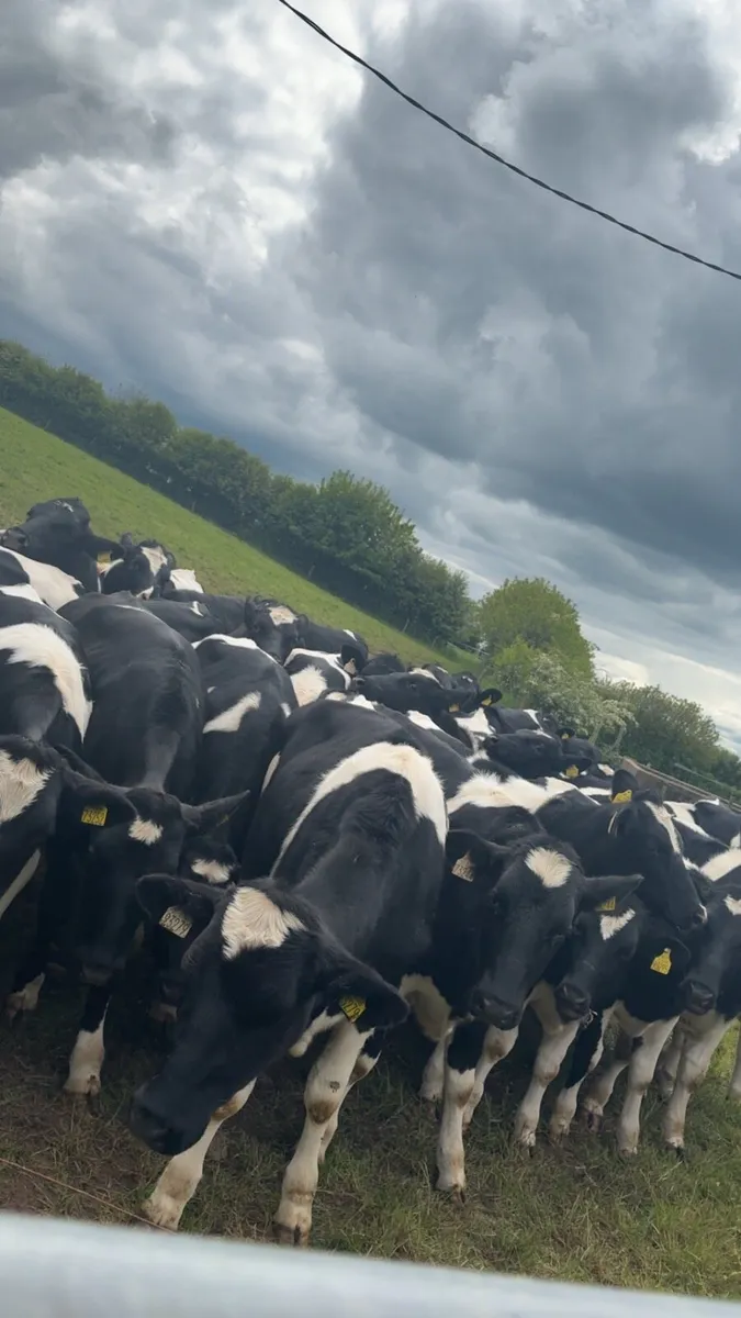 British friesian maiden heifers - Image 3