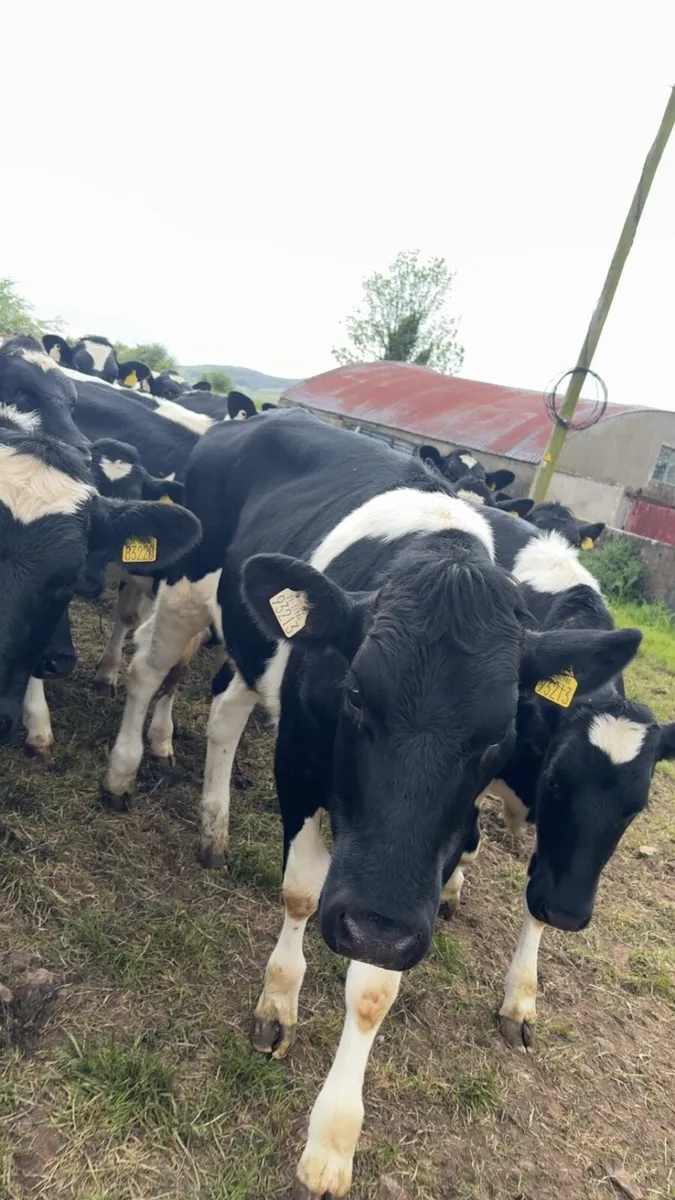 British friesian maiden heifers - Image 4