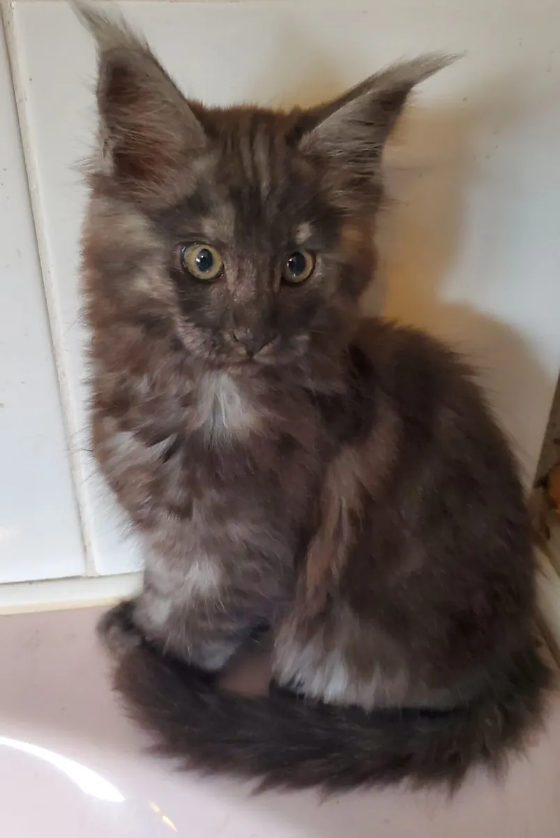 Pure Bred Maine Coon Kittens. - Image 3