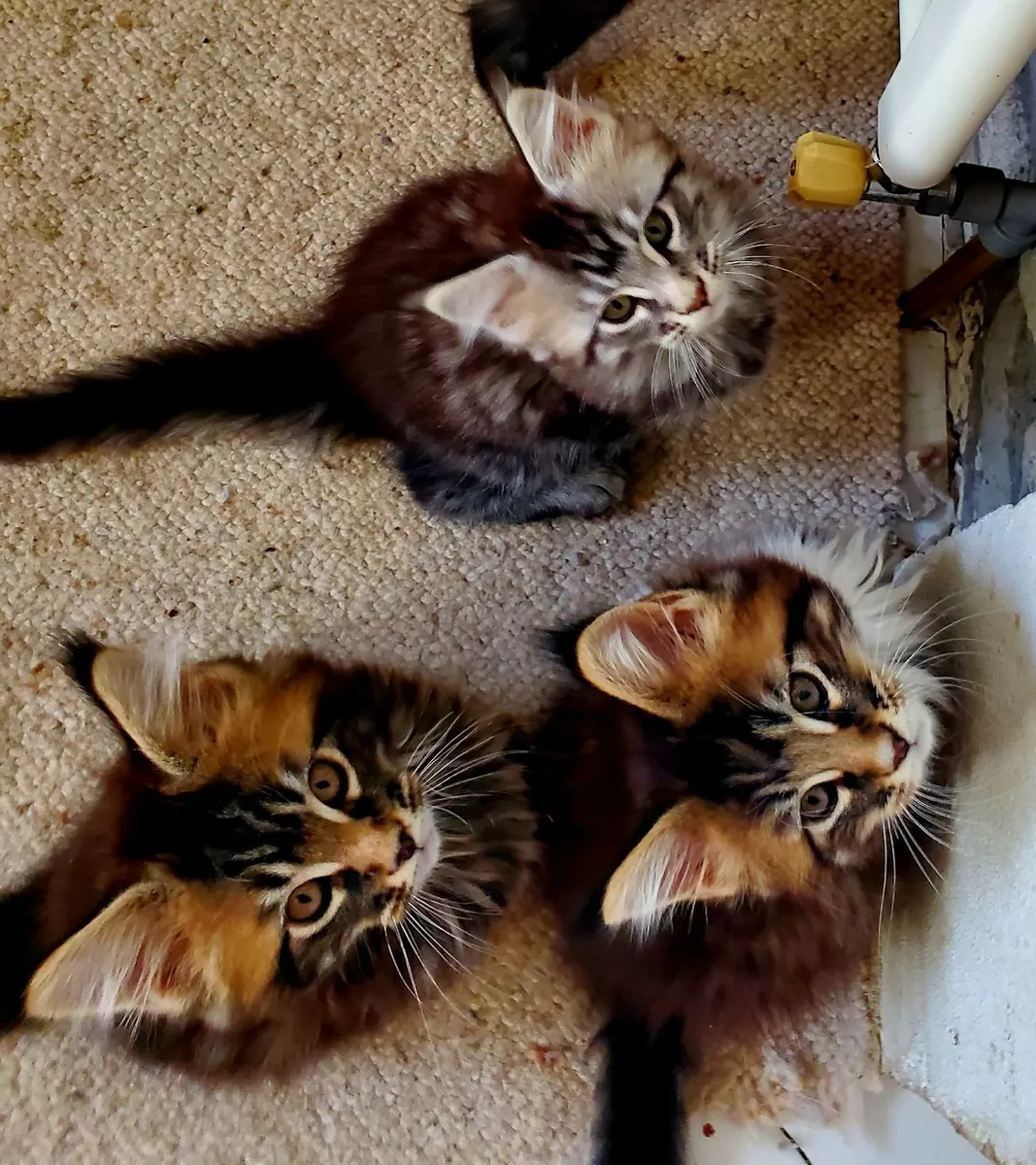 Pure Bred Maine Coon Kittens. - Image 4